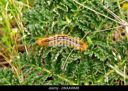 La lackey terrestre (Malacosoma castrense ou Malacosoma castrensis) est une espèce de papillon originaire d'Europe. Caterpillar. Banque D'Images