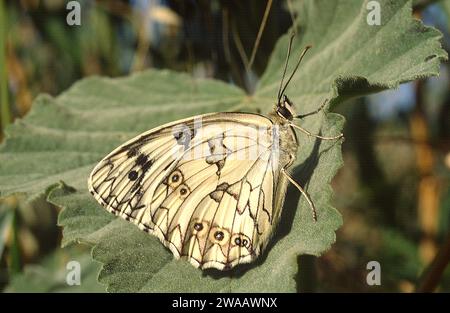 Le blanc de marbre ibérique (Melanargia lachesis) est un papillon originaire de la péninsule ibérique et du sud de la France. Banque D'Images