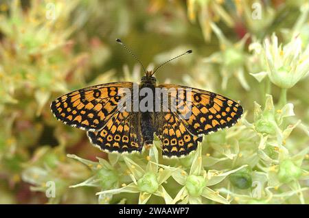 Le fritillaire de Glanville (Melitaea cinxia) est un papillon originaire d'Eurasie et d'Afrique du Nord-Ouest. Banque D'Images