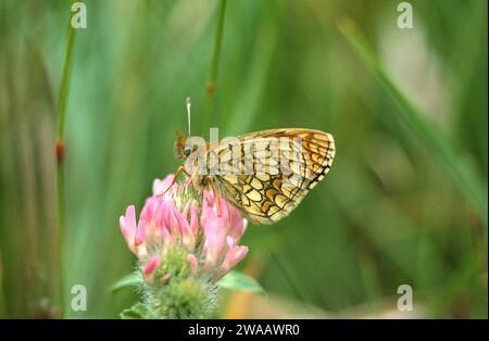 Heath fritillary (Mellicta athalia ou Melitaea athalia) est un papillon originaire d'Eurasie. Adulte. Banque D'Images