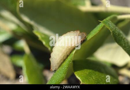 Nordmannia ilicis ou Satyrium ilicis est un petit papillon originaire d'Europe occidentale. Chenille sur une plante nourricière (Quercus sp.). Banque D'Images