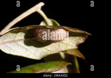Nordmannia ilicis ou Satyrium ilicis est un petit papillon originaire de l'Europe occidentale. Chrysalis. Banque D'Images