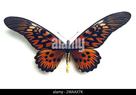 Le géant africain (Papilio antimachus) est un gros papillon originaire d'Afrique centrale et occidentale. Adulte, côté dorsal. Banque D'Images