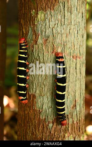 Tetrio sphinx (Pseudosphinx tetrio) est un papillon originaire d'Amérique, du sud des États-Unis au Brésil. Chenilles aposématiques. Cette photo a été prise à Manaus, Banque D'Images