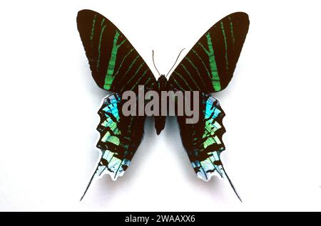 Urania (Urania leilus) est une espèce de papillon originaire des Amériques, du Mexique au Brésil. Adulte, côté dorsal. Banque D'Images