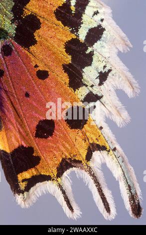 La teigne calagache (Chrysiridia ripheus ou Urania ripheus) est une espèce endémique de Madagascar. Détail des ailes Iridiscent. Banque D'Images