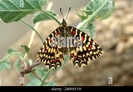 Le fétoon espagnol (Zerynthia rumina) est un papillon originaire de l'ouest du bassin méditerranéen (Espagne, Portugal, sud de la France et Afrique du Nord). Adulte. Banque D'Images