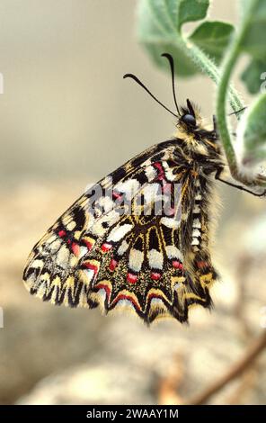 Le fétoon espagnol (Zerynthia rumina) est un papillon originaire de l'ouest du bassin méditerranéen (Espagne, Portugal, sud de la France et Afrique du Nord). Adulte. Banque D'Images