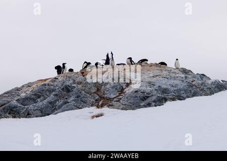 Une colonie de pingouins Adélie avec une paire pointant leur bec vers le ciel. Banque D'Images