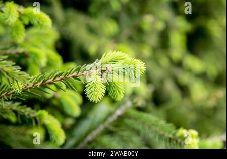 Épinette Picea conseils frais au printemps à l'extérieur de l'épinette en croissance. Ingrédients alimentaires et médicinaux à base de plantes. Banque D'Images