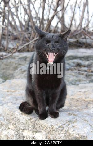 Portrait d'un chat noir avec une petite tache blanche assise sur des rochers dans une rue de bord de mer. Regarder directement la caméra. Chat baille montrant des dents Banque D'Images