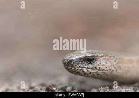 Slow Worm Anguis fragilis, gros plan de la tête, se réchauffant sur le chemin dans les bois à Minsmere RSPB Reserve Suffolk, mai Banque D'Images