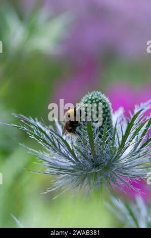 Bumble abeille à queue blanche Bombus lucorum, se nourrissant d'une fleur de houx de mer, Eryngium, dans une bordure de jardin, Norfolk, juin Banque D'Images