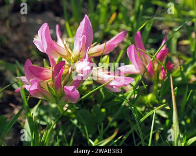 Délicates fleurs rayées roses et blanches de trèfle alpin (Trifolium alpinum) une fleur sauvage dans les Alpes italiennes, Italie, Europe Banque D'Images