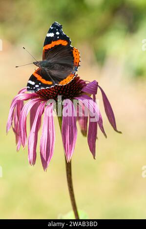 Amiral rouge Vanessa atalanta, se nourrissant de fleur de cône dans un jardin, août Banque D'Images