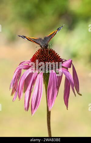 Amiral rouge Vanessa atalanta, se nourrissant de fleur de cône dans un jardin, août Banque D'Images