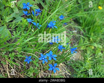 Fleurs minces bleu vif ensoleillées de Gentian de printemps (Gentiana verna) poussant au milieu de l'herbe verte et de l'herbe dans la prairie dans les contreforts des Alpes italiennes Banque D'Images