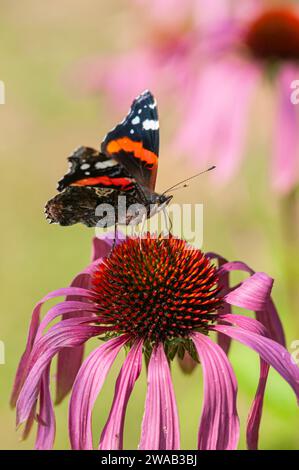 Amiral rouge Vanessa atalanta, se nourrissant de fleur de cône dans un jardin, août Banque D'Images