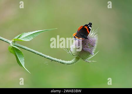 Amiral rouge Vanessa atalanta, se nourrissant de thé Dipsacus fullonum, Northumberland, août Banque D'Images