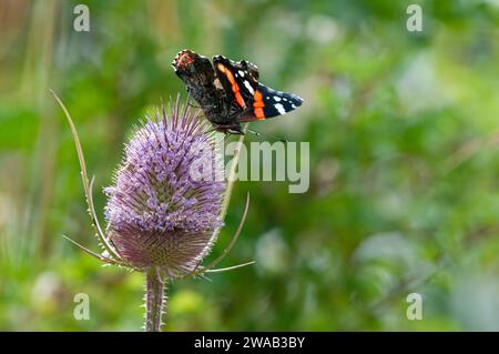 Amiral rouge Vanessa atalanta, se nourrissant de thé Dipsacus fullonum, Northumberland, août Banque D'Images