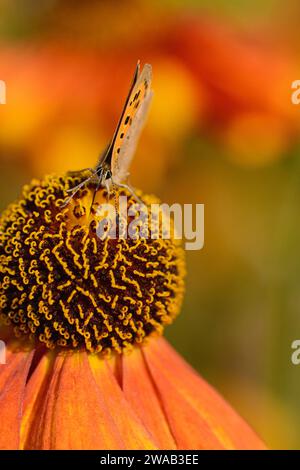 Petit papillon cuivre Lycaena phlaeas, se nourrissant de fleur d'Helenium Sneezewort, dans un jardin, août Banque D'Images