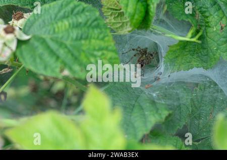 Labrinth Spider Agelena labyrinthica, à l'intérieur de sa toile consumant une proie, arbuste bramble, Norfolk, juillet Banque D'Images