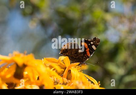 Amiral rouge Vanessa atalanta, se nourrissant de fleurs de Ligularia dans un jardin, septembre Banque D'Images