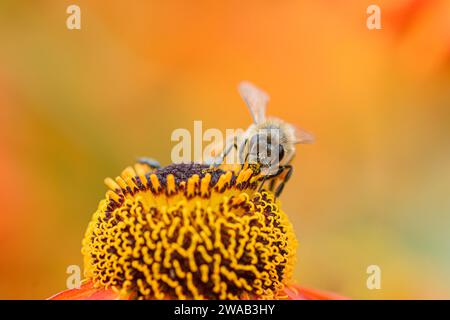 Honey Bee Apis mellifera, collecte du pollen d'une fleur de Helenium dans une bordure de jardin, comté de Durham, août Banque D'Images