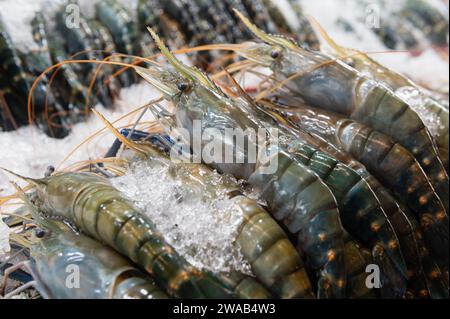 Les crevettes fraîches sur glace au marché alimentaire Banque D'Images