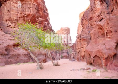 Arbres verts dans le paysage désertique du désert de Wadi Rum, Jordanie, Moyen-Orient. Banque D'Images