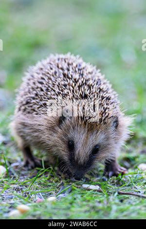 Hérisson d'Europe occidentale (erinaceus europaeus) de Hidra, sud-ouest de la Norvège Banque D'Images