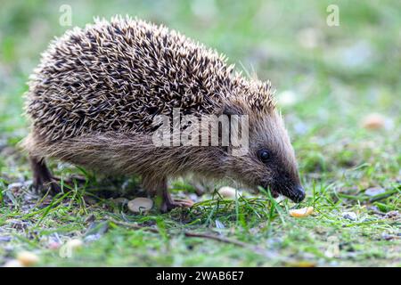 Hérisson d'Europe occidentale (erinaceus europaeus) de Hidra, sud-ouest de la Norvège Banque D'Images