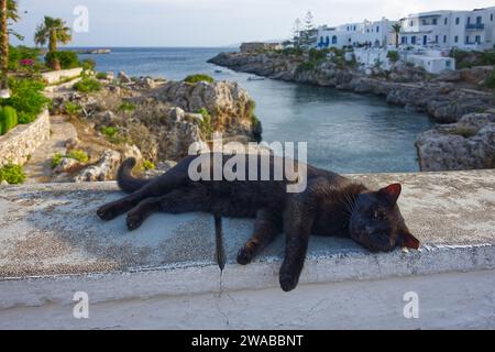 Gros plan d'un chat noir dormant sur un mur blanc dans un village grec de vacances Banque D'Images