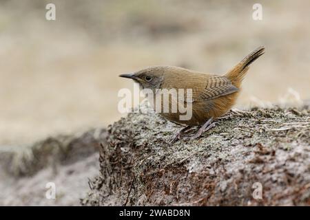 Cobbs Wren, Troglodytes cobbi, oiseau naissant, espèce endémique rare. Carcass Island, Falkland Island novembre Banque D'Images