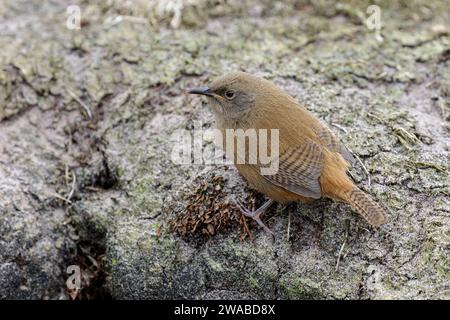 Cobbs Wren, Troglodytes cobbi, oiseau naissant, espèce endémique rare. Carcass Island, Falkland Island novembre Banque D'Images