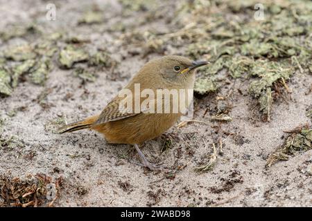 Cobbs Wren, Troglodytes cobbi, oiseau naissant, espèce endémique rare. Carcass Island, Falkland Island novembre Banque D'Images