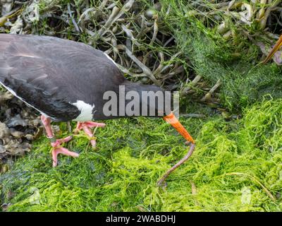 Un huissier eurasien (Haematopus ostralegus) également connu sous le nom de huissier à pied commun, attrapant un ver, Geiranger, Norvège. Banque D'Images