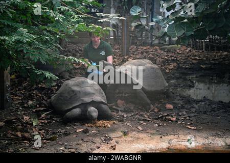 Londres, Royaume-Uni. 3 janvier 2024. Tortue géante des Galapagos lors du bilan annuel au zoo de Londres. Crédit : Voir Li/Picture Capital/Alamy Live News Banque D'Images