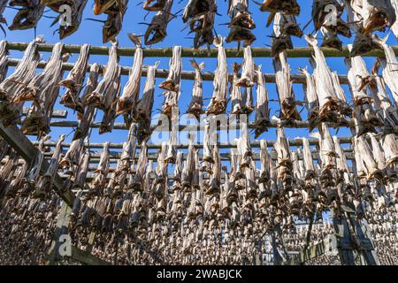 Rangées de morue séchant sur des étagères en bois dans les îles Lofoten, un ingrédient clé du bacalao norvégien traditionnel, mis en évidence par la lumière vive du soleil arctique Banque D'Images