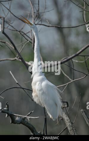Grand Egret perché sur un arbre Banque D'Images