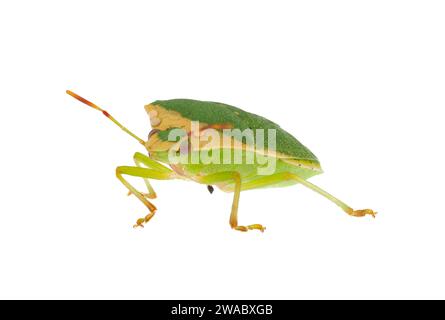 Insecte puant vert austral adulte isolé sur fond blanc, Nezara viridula Banque D'Images