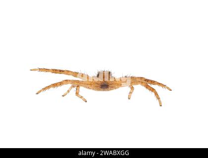 Araignée crabe commune isolée sur fond blanc, Xysticus cristatus Banque D'Images