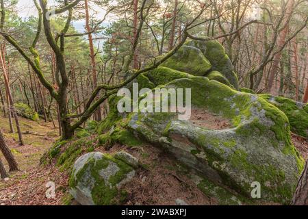 Rock celtique, rock avec des tasses sur le sentier rocheux. Dieffenthal, Bas-Rhin, Alsace, Grand est, France, Europe. Banque D'Images