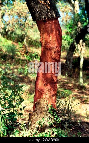 Écorce arrachée du chêne-liège Quercus suber en France rurale Banque D'Images