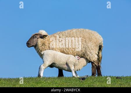 Brebis blanche domestique / femelle avec agneau allaité dans les prairies / prairies au printemps, Schleswig-Holstein, Allemagne Banque D'Images