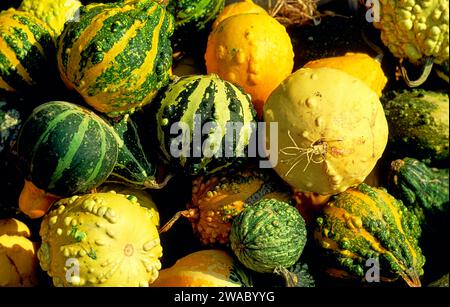 Squash légumes Cucurbitaceae à vendre dans un marché français Banque D'Images