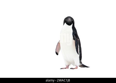 Image découpée d'un seul manchot Adelie, Pygoscelis adeliae, debout sur la neige, Antarctique Banque D'Images