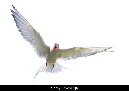 Image découpée d'une sterne arctique unique, Sterna paradisea, volant au-dessus du nid sur les îles Farne, Northumberland, Royaume-Uni Banque D'Images