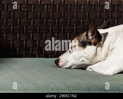 Vue rapprochée d'un chien Jack Russell Terrier dormant au soleil sur des meubles d'extérieur Banque D'Images