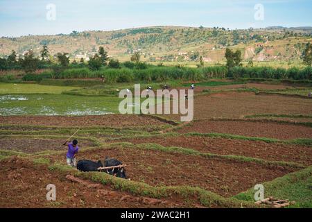 Manandoana, Madagascar - 26 avril 2019: Un agriculteur malgache inconnu labourant le champ de riz avec deux zébu - (bétail en indicine), plus de personnes travaillant dans le dos. IR Banque D'Images